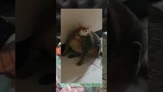 POOR THICC OBESE CAT JUST WANTS TO SCRATCH HIMSELF 
