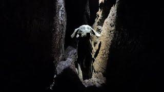 Dog Rescue in a Volcanic Fissure