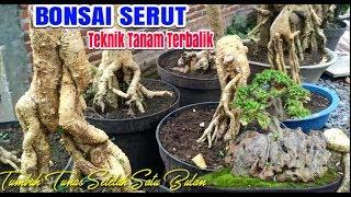 Bakalan Bonsai Serut Teknik Tanam Terbalik Proses Lanjutan Pasca Tahap Awal Penanaman