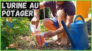 L' URINE au potager ► Source d'ABONDANCE