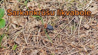 Sarkankrūšu līķvabole / The red-breasted carrion beetle (Oiceoptoma thoracicum)