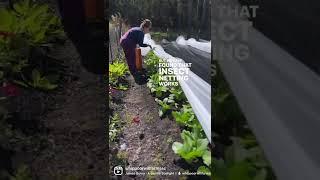 Pest Control in our Organic Garden with Low Tunnels and Netting