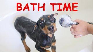 Doberman Bath & Ear Cleaning