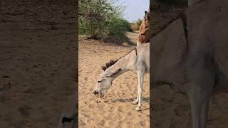 #ytshorts #animals #donkey #foryou