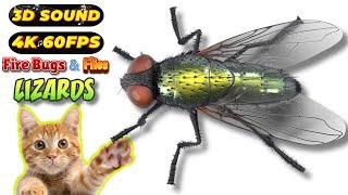 CAT GAMES TOM TV & BiBi | Ultimate Compilation Catching The LIZARDS, Flies, FireBugs11 HOURVol 214