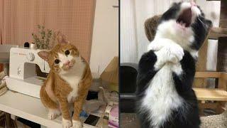 Try Not To Laugh  New Funny Cats Video  - MeowFunny Par 37