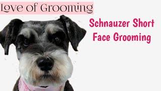 How to Clip a Pet Schnauzers Face and Eyebrows Short | Pet Schnauzer Grooming