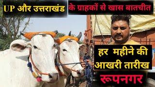 पशु मंडी रूपनगर 31/3/2024. ox market in Roop Nagar. nagori bail video. ox for sale. jbs video.