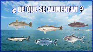 ALIMENTACIÓN NATURAL Y CARNADAS PARA PECES COSTEROS DE MAR