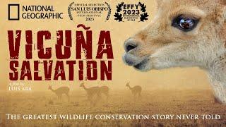 Vicuña Salvation - The greatest wildlife conservation story never told.