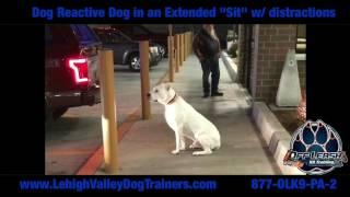 Dog Reactive Dog in a Sit ||| Lehigh Valley Dog Trainers: Off Leash K9 Training