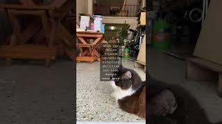 The Whisker Wisdom BlogTitle FurReal Fact Cats Keen Sense of Smell Leaves Humans in the...