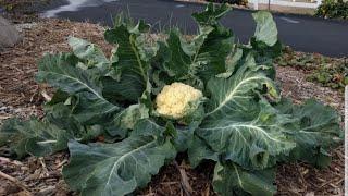 How to plant and harvest cauliflower in tropical climate