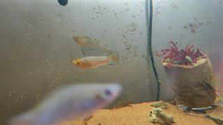 Sailfin Molly harasses female fish,Poecilia latipinna Poecilia Velifera 帆鳍花鳉 珍珠玛丽鱼