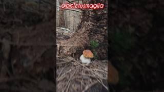 Boletus edulis, Porcino, Steinpilze #shorts #new #trending #foryou #nature #forest #wood #mushroom