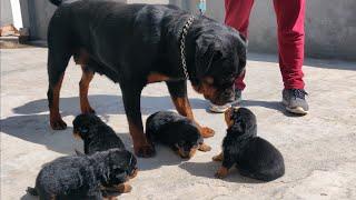 FINALLY! ROTTWEILER PUPPIES ARE AVAILABLE | K.C.I Registered | Rottweiler Puppy price in India