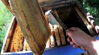 Скільки меду дає вулик лежак / Бджільництво