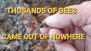 Swarmed  By Thousands Of Bees