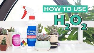 HOW YOU CAN USE HYDROGEN PEROXIDE (H2O2) TO TREAT SUCCULENTS