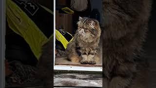 Bubby vs Birds Part 1.  mystery Lane with Nanna Newf  