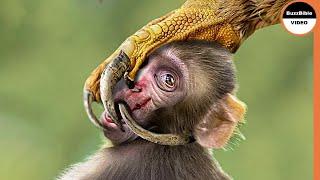 Monkey Punished By an Eagle, And Her Young Ate it !!