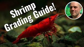 How to Grade Red Cherry Shrimp? A GUIDE TO TELL YOUR RED CHERRY SHRIMP FROM BLOODY MARY SHRIMP