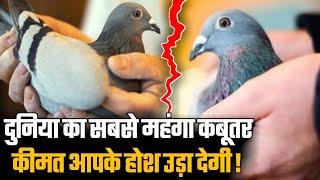 World's Most Expensive Pigeon | Most Costly Pigeon | 15 Crores Pigeon Hindi News