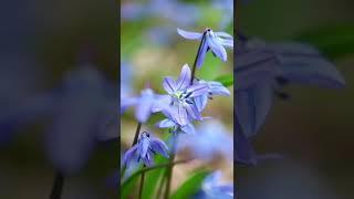 #spring #springflowers #nature #macro #shorts