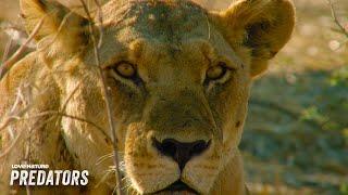 10 Years with a Lioness: From Cub to Queen | Lion Dynasty: A Matter of Pride