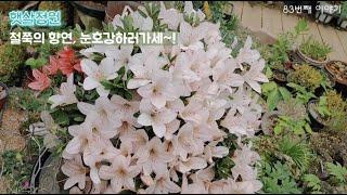 햇살정원 베란다, 살면서 꼭 봐야할 다양한 품종의 철쭉! 꽃구경과 함께 힐링~ 이게바로삶의낛이지~! 
