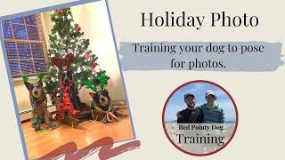 Training Your Dog To Pose For Photos