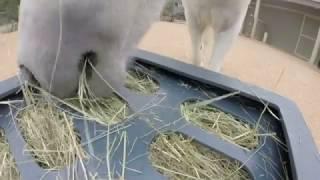 Savvy Feeder: A close up of Romeo the pony eating from his Savvy Feeder