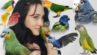 Pros and Cons of These Top 10 Beginner Parrots |  Parakeets, Conures, Parrots, and More!