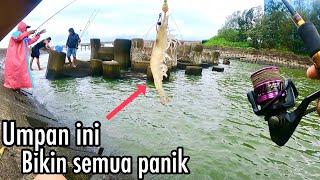 Rekor Pertama Mancing Ikan Kakap Putih,Barramundi,Umpan Udang Hidup Bikin Panik