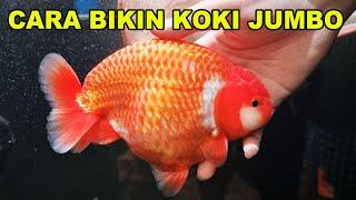 RAHASIA : CARA BIKIN IKAN KOKI JUMBO