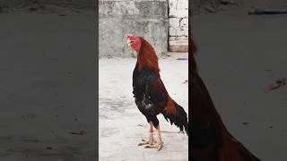 big rooters crowing sounds 4k video #roostercrowing #cockatoosinging #aseelmurga #birds