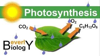 Photosynthesis (in detail)