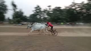 Shukla ji Seoni vs Rehan Patel Ari pat pratiyogita takhla khurd ox race