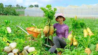 Harvesting Korean White Radish Going To Market Sell - Prepared Dishes From Radish | Country Life