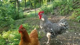 Rhode Island Red, Barred Plymoth Rock, ISA Brown, Cuckoo Maran Chicken's Free Range