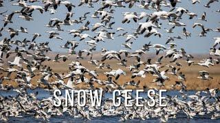 5 Impressive Facts about Snow Geese (Anser caerulescens) 🪶