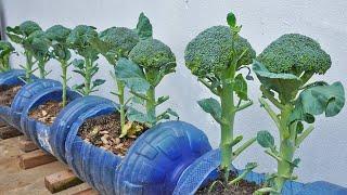 Do you like to eat broccoli? Growing broccoli is very easy at home