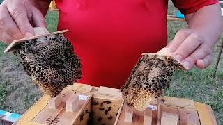 Чистопородные пчеломатки И.О. в 2024 году