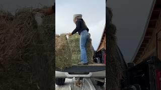 babies are fed #horse #ranchlife #hay