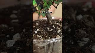 Common bonsai watering mistakes. #shorts #bonsai #penjing #watering #bonsaiforbeginners