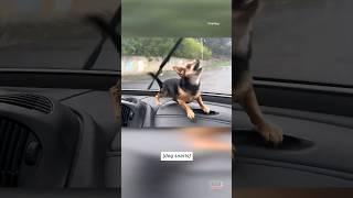 Chihuahua Freaks Out Over Windshield Wipers #shorts