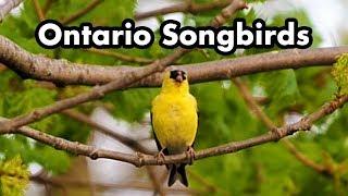 Common Ontario Backyard Songbirds - Bird Calls, Songs and Sounds and Chirps - Bird Video Collection