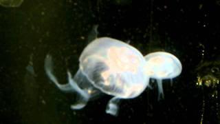 Vandmand/Jellyfish ~ Aurelia Aurita (2)