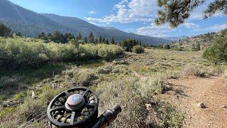 Trout Bonanza in LEAVITT Meadow on the West Walker |#fishing #flyfishing #california