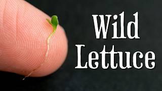 How to grow wild lettuce, the greatest medicinal and edible plant on the planet